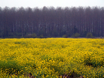 Link to Allison Doherty's Ariège to Altamira travel essay and photos page