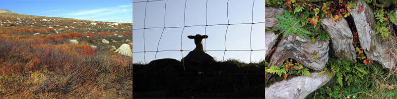 Allison Doherty Travel Photos - Ireland, 2015