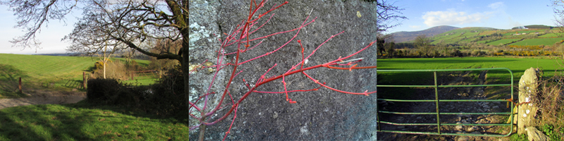 Allison Doherty Travel Photos - Ireland, 2015